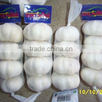 Chinese garlic