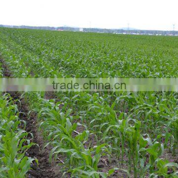 New Products 2015 Innovative Product Agricultural Corn Planting Machine photo-5