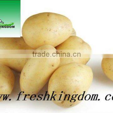 Hot sale Fresh Yellow Potatoes/Holland potato