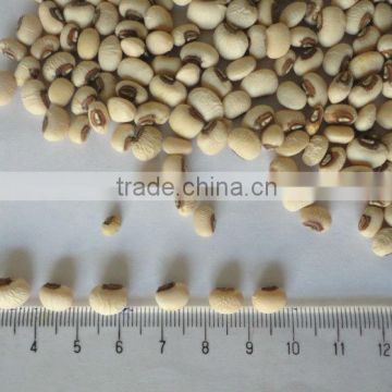 2013 crop round light speckled kidney bean