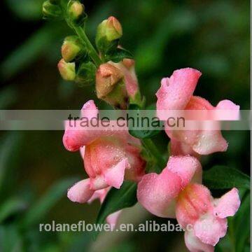 best quality beautiful natural pink snapdragon flower