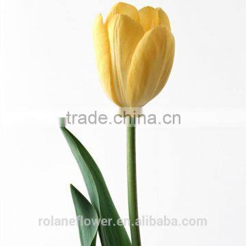 kunming suply 2016 high quality fresh cut yellow tulip plant