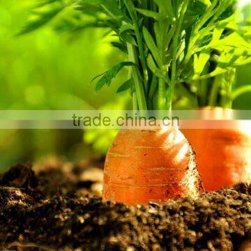 New Fresh Red Carrots Carrots From China Fresh Carrot