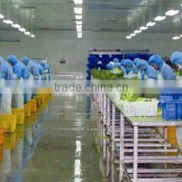 2015 Chinese New Crop High Quality Grade A Low Price China IQF FROZEN BROCCOLI photo-4