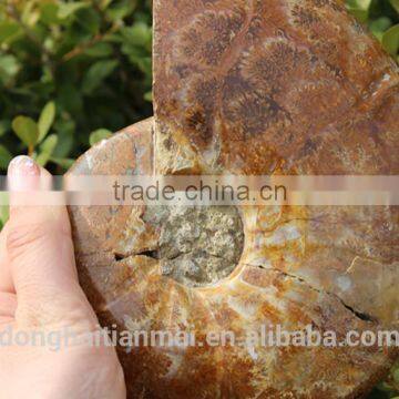 Wholesale Large Snail Fossils/Gemstone Jewelry/Gemstone Art Crafts