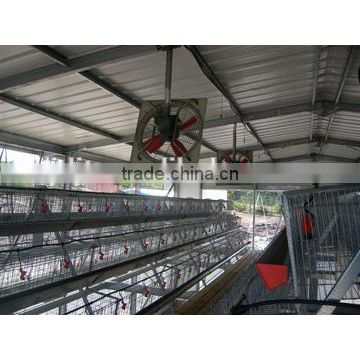 Poultry farming design for broiler layer chicken house/shed