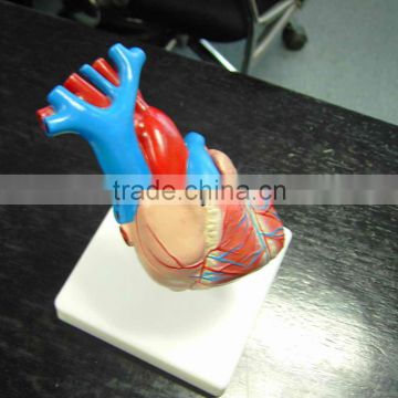 heart model, medical plastics heart models, human heart model