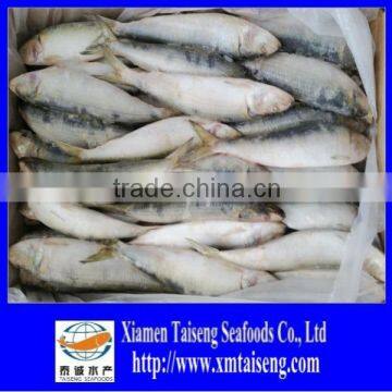 Whole Round Sardine For Bait On Sale