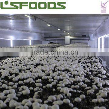 Frozen IQF White Button Mushroom Made in China