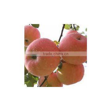 fresh apple fruit