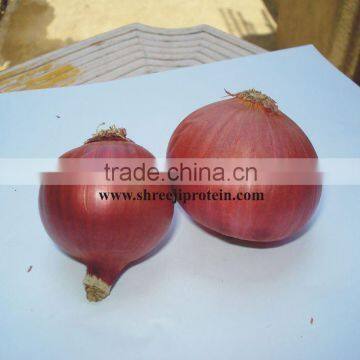 ONION PRODUCER