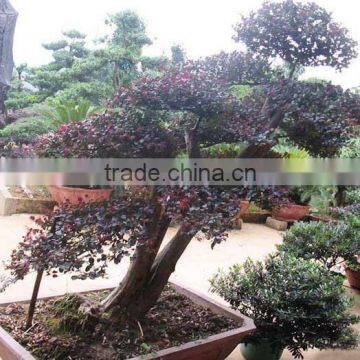 Red Flower Loropetalum Chinense for Ornamental Outdoor Landscaping Beautiful Bonsai Plants