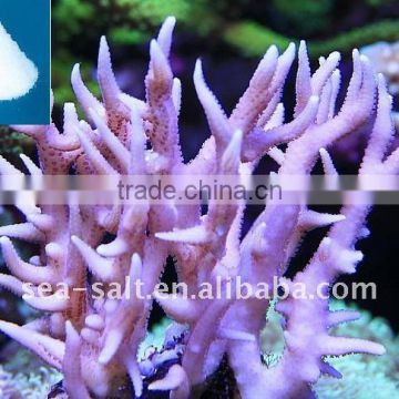 Coral Frags Type Sea Salt