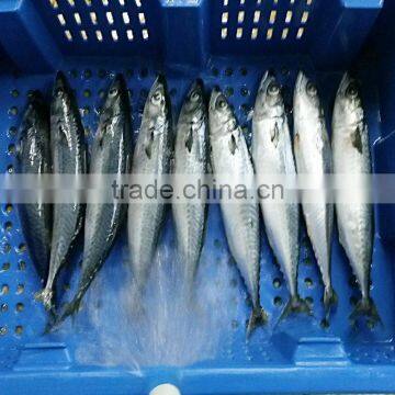 Block Frozen Mackerel Fish photo-3