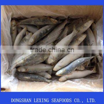 Frozen IQF Sardine Fish