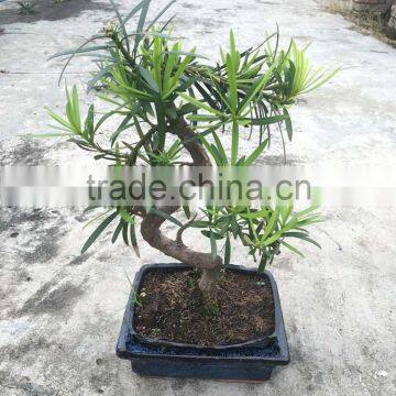 Podocarpus Macrophyllus Bosnai photo-5