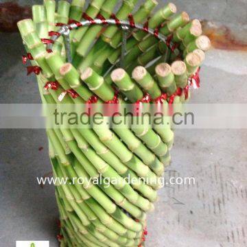 Lucky bamboo ( Dracaena Sanderiana) cage shape