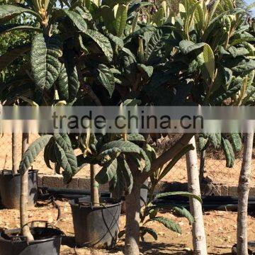 Fruit Trees photo-3