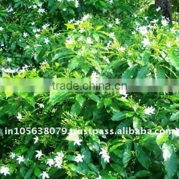 Jasmine Sambac Oil