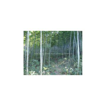 Farm Supply Shanzhu, Bamboo photo-3