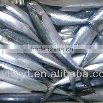 Frozen Spanish Mackerel