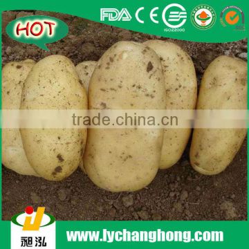 Fresh Potatoes 100-200g For Pakistan Market