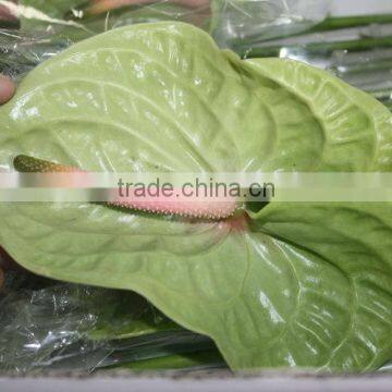 Diversified in Packaging Top Sell High Breed Seeds Antirrhinum Majus Flower photo-5