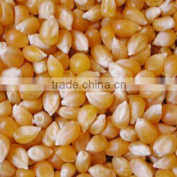 Animal Feed Yellow Maize