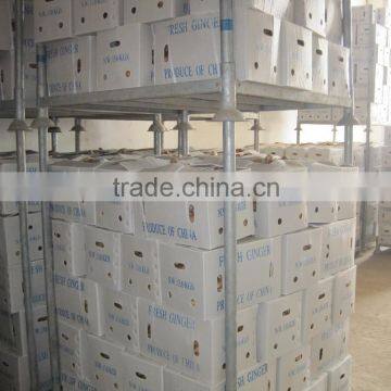 Fresh Ginger photo-5