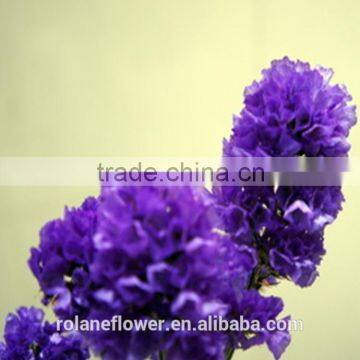 Sweet Home Decoration statice flowers with dark purple color