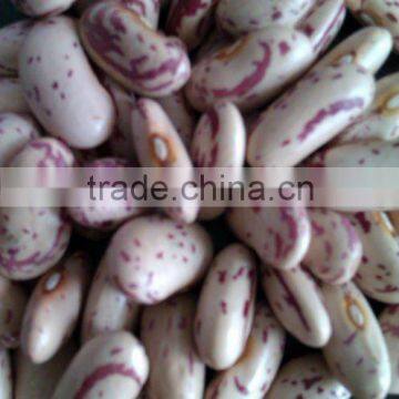 Light Speckled kidney Bean,2010 crop ,heilongjiang origin, hps