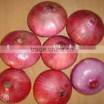 Onion Vegetable photo-3