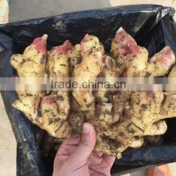 Ginger Exporter