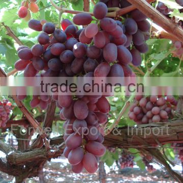 Cairo Crimson Grapes