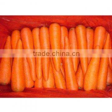 Fresh Carrot
