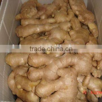 Fresh marure fat ginger