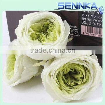 Inartificial fresh preserved austin rose flower for decoration