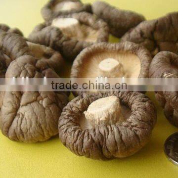 dried oyster mushroom