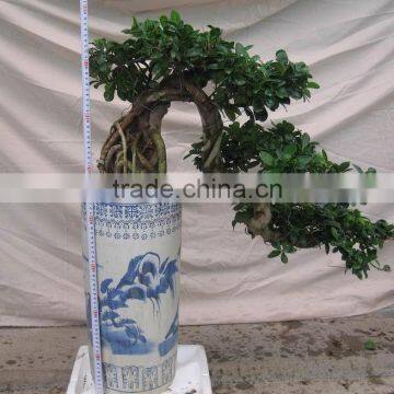 Ficus bonsai