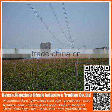 low price green virgin invisible bird netting , 100% virgin hdpe netting fabric , plastic bird nets for catching birds