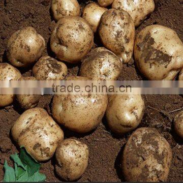 Hot Sale Manual One Row Potato Planter photo-5
