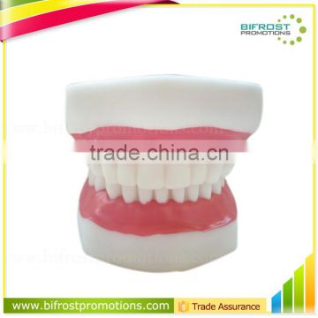 5 times Human Body Anatomy Teeth Dental Study Model