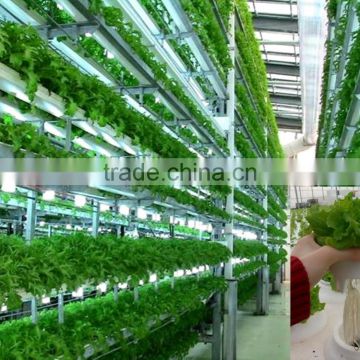 Piping Type hydroponic system