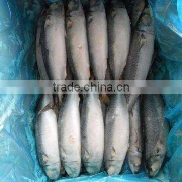 frozen sardine (sardinella longiceps) w/r