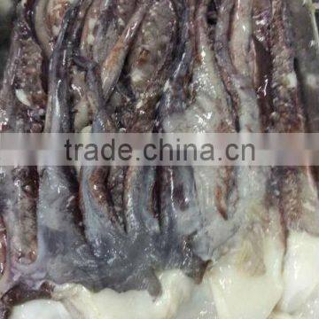 Giant Squid Tentacle photo-2