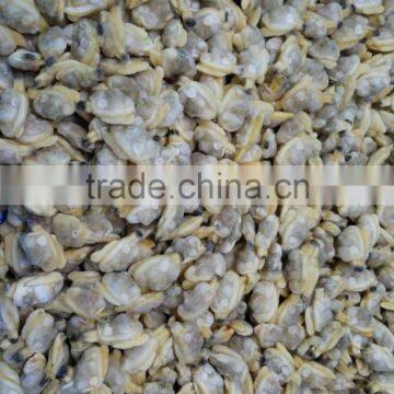 wholesale frozen new produced clam meat in good season without sand