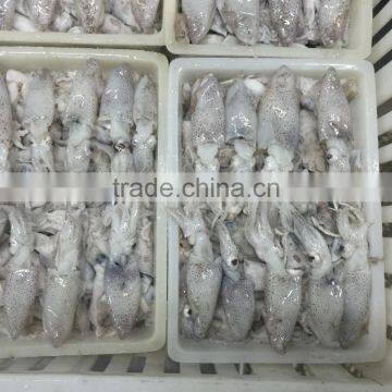 Frozen Baby Loligo Squid photo-6