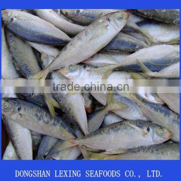 Horse Mackerel