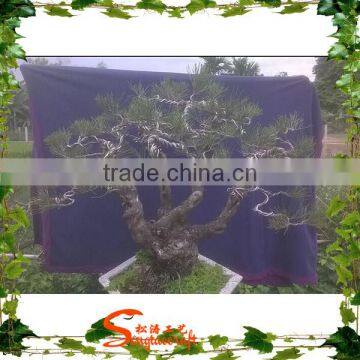 ANTIQUE ARTIFICIAL POTTED TREE CHINESE BONSAI PINE TREE LOOKS REAL photo-2