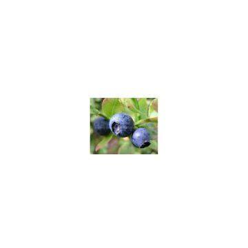 Bilberry Extract Sales